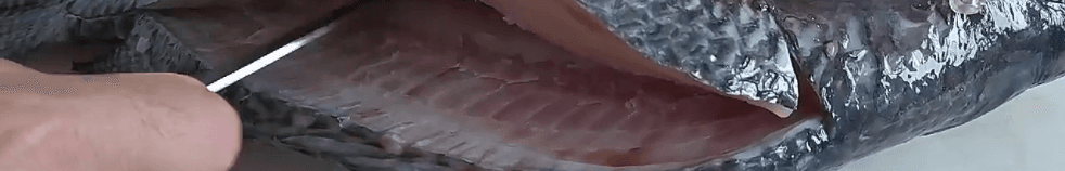 Banner da vaga de Peixaria peixe vivo 